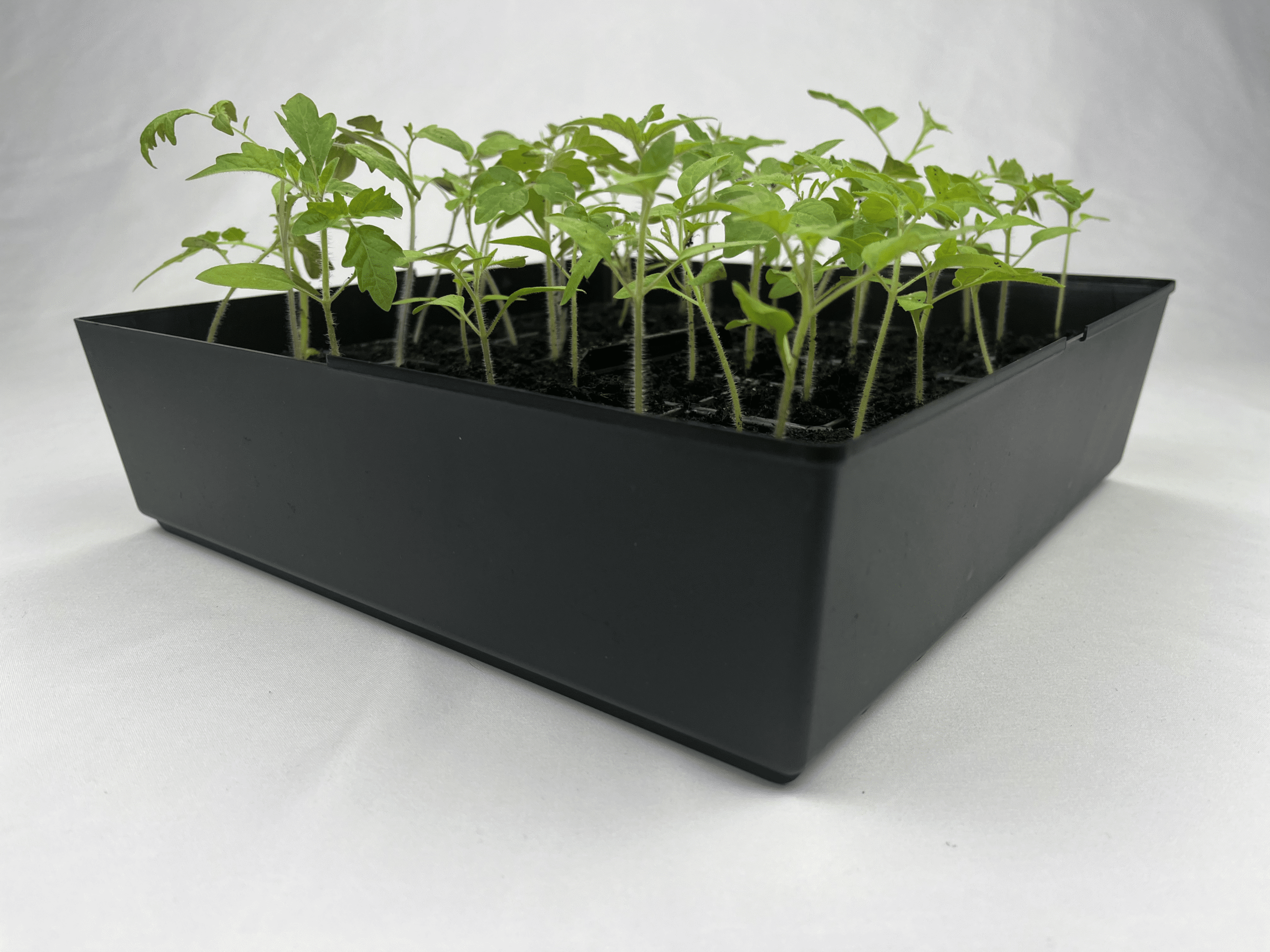ABC Plant starter sæt (1 Stk.) - Billede 5