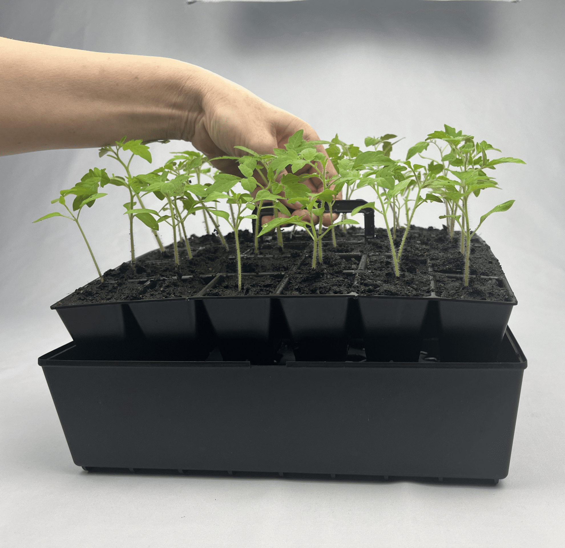 ABC Plant starter sæt (1 Stk.) - Billede 6