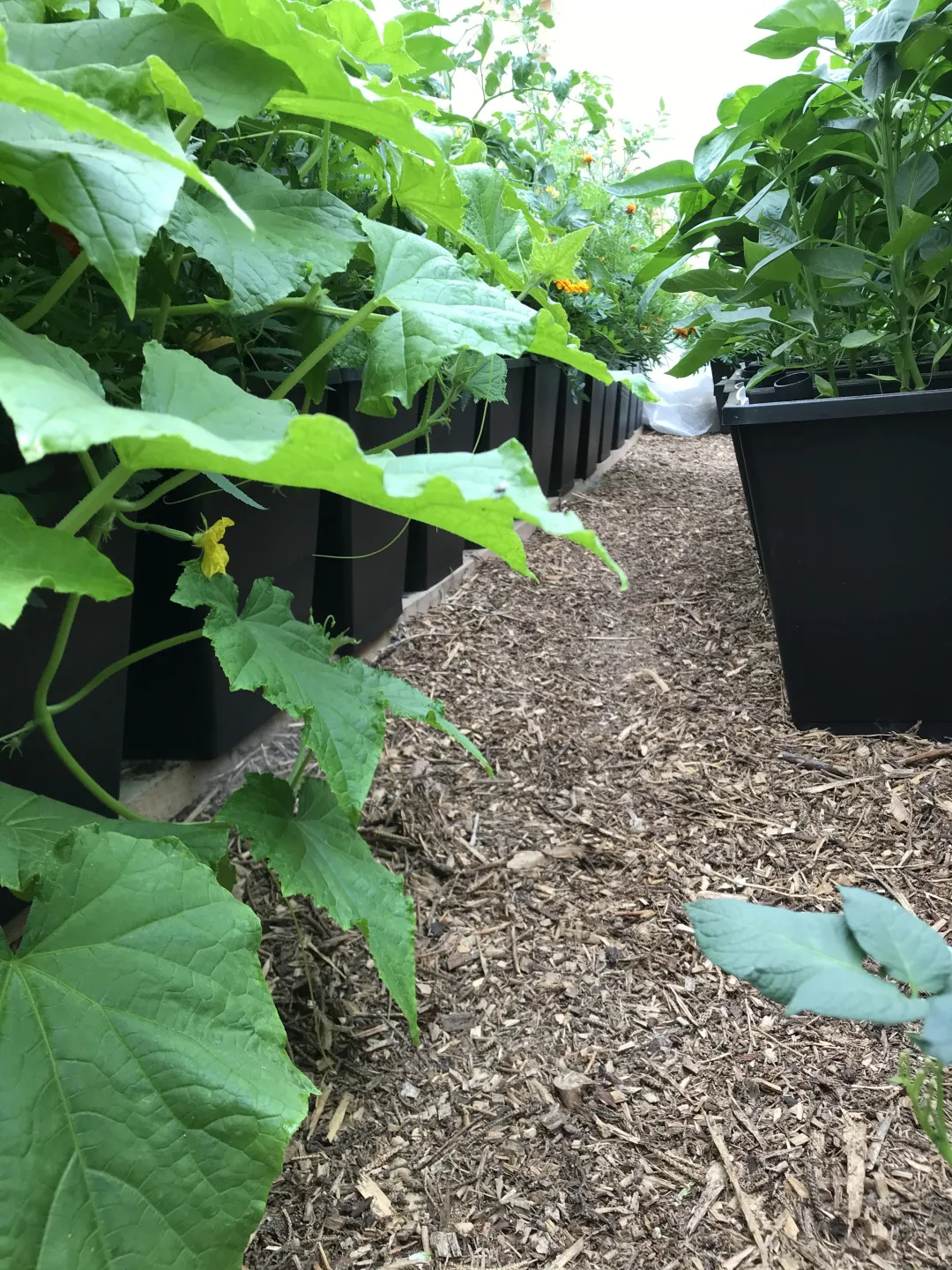 ABC Planter 1 (1 Stk.) - Billede 5