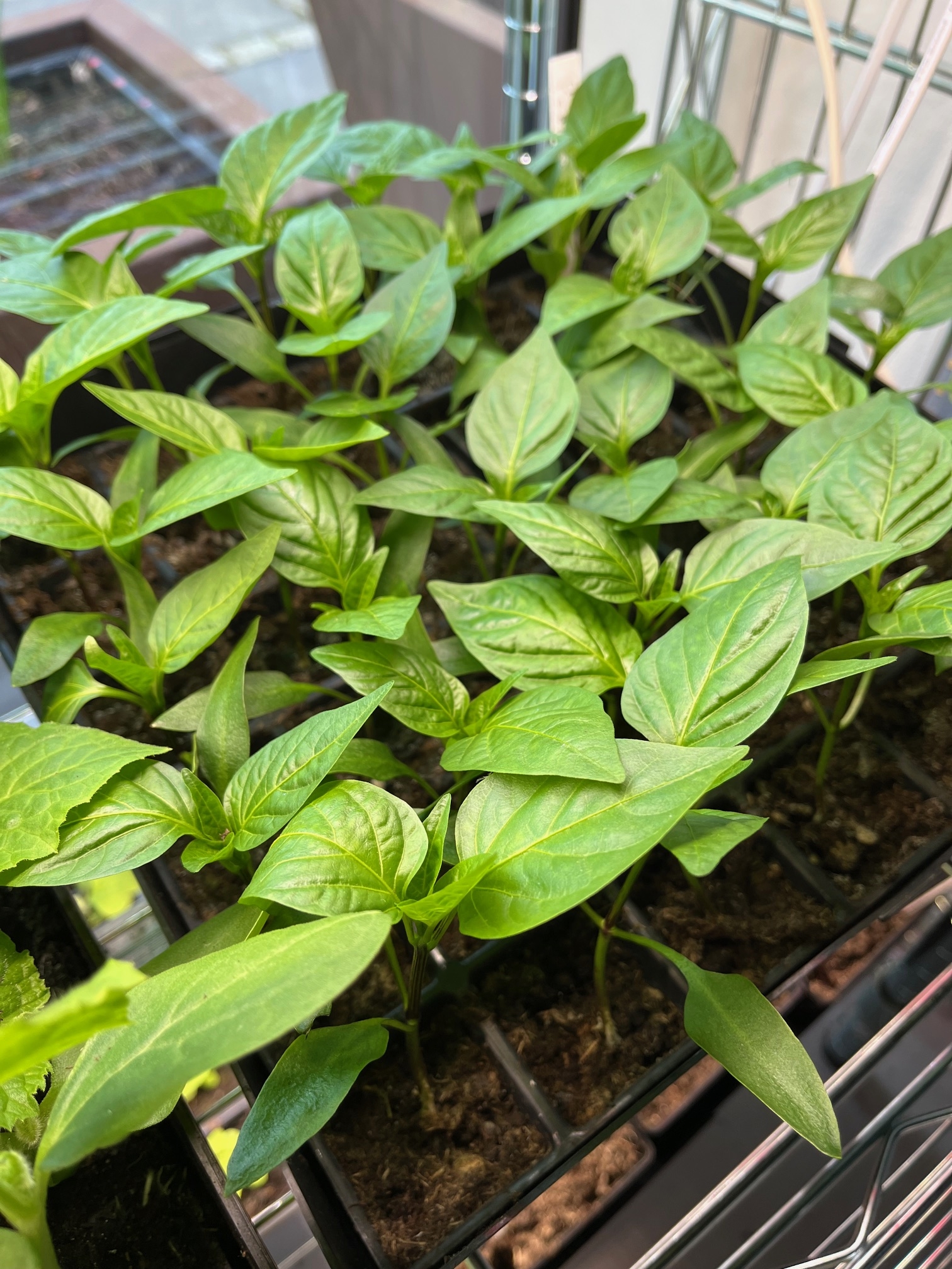 ABC Planter 1 (5 Stk.) + ABC Priklebakke m. minidrivhus - Billede 9